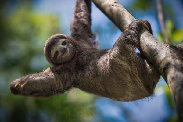 Sloth (Choloepus Hoffmani) in a tree