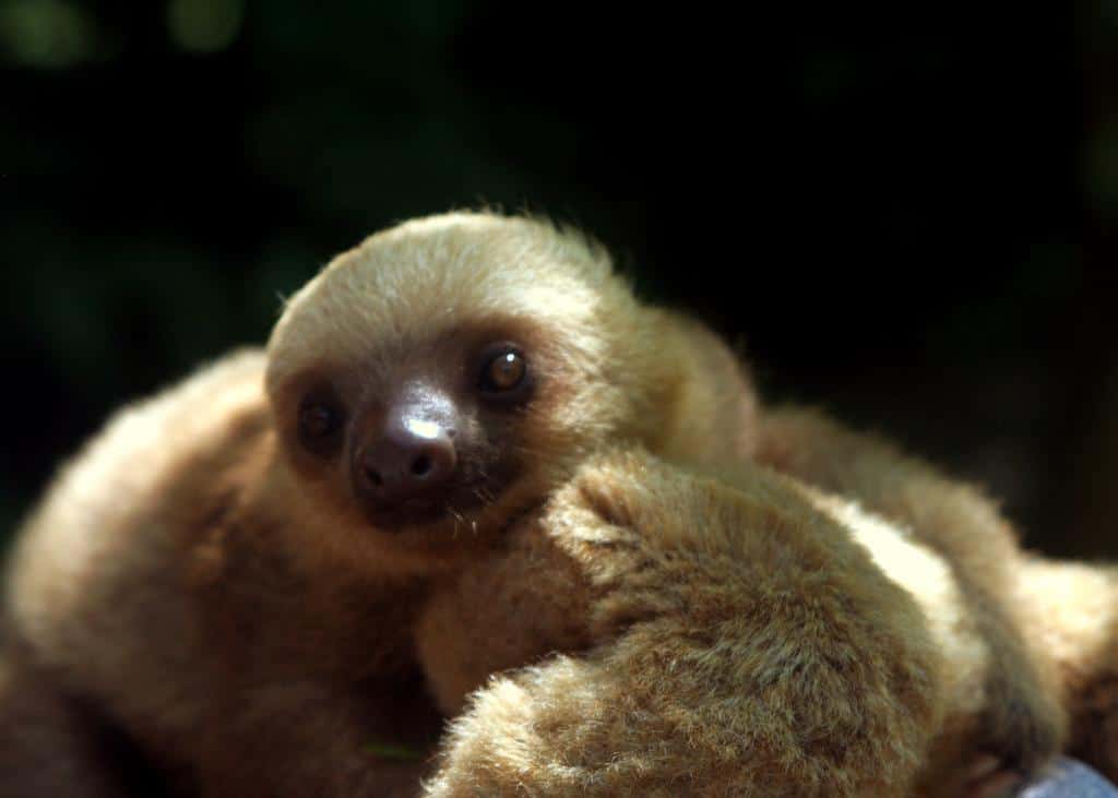 A baby Sloth.