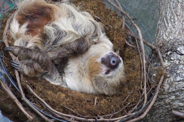 A Sloth sleeping, at Cincinnati Zoo, USA.