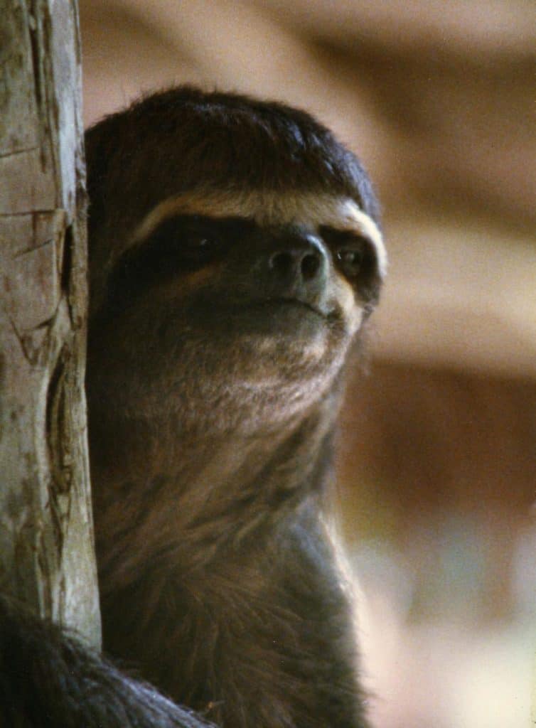 A young Sloth on the Napo River in Peru.