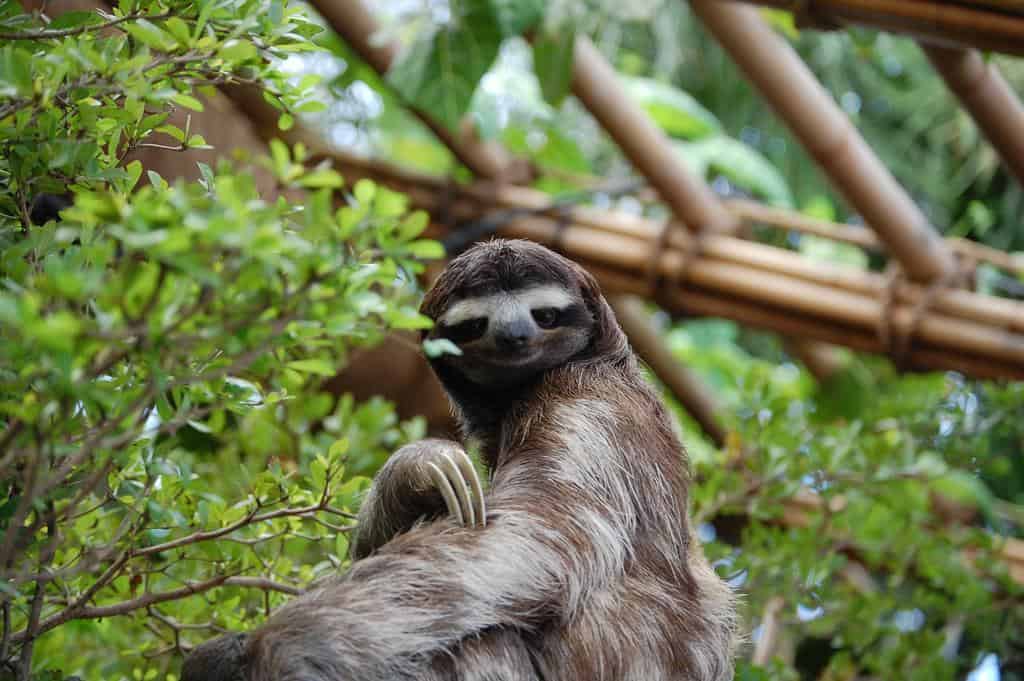A Sloth at Dallas World Aquarium, USA