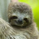 A young Sloth.