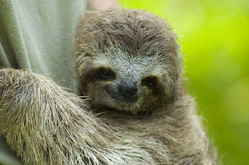 A young Sloth.