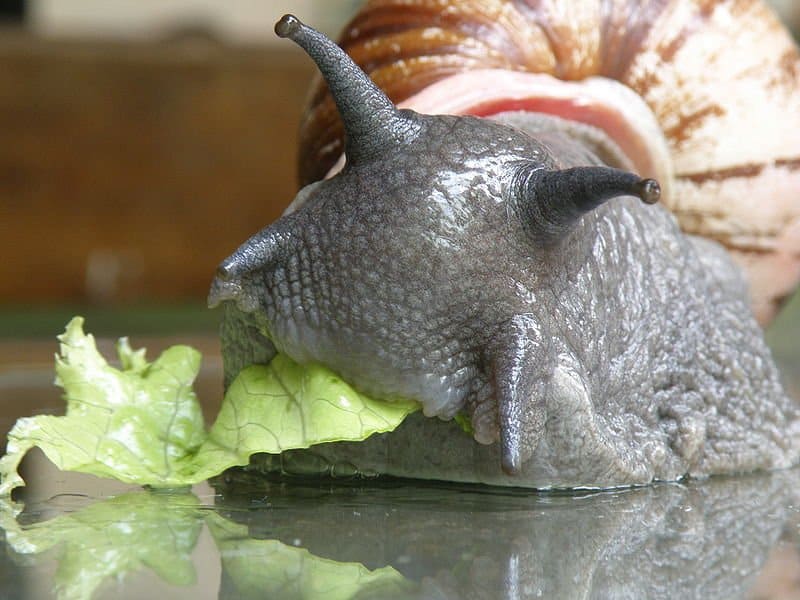 10+ Perfect Snail Names