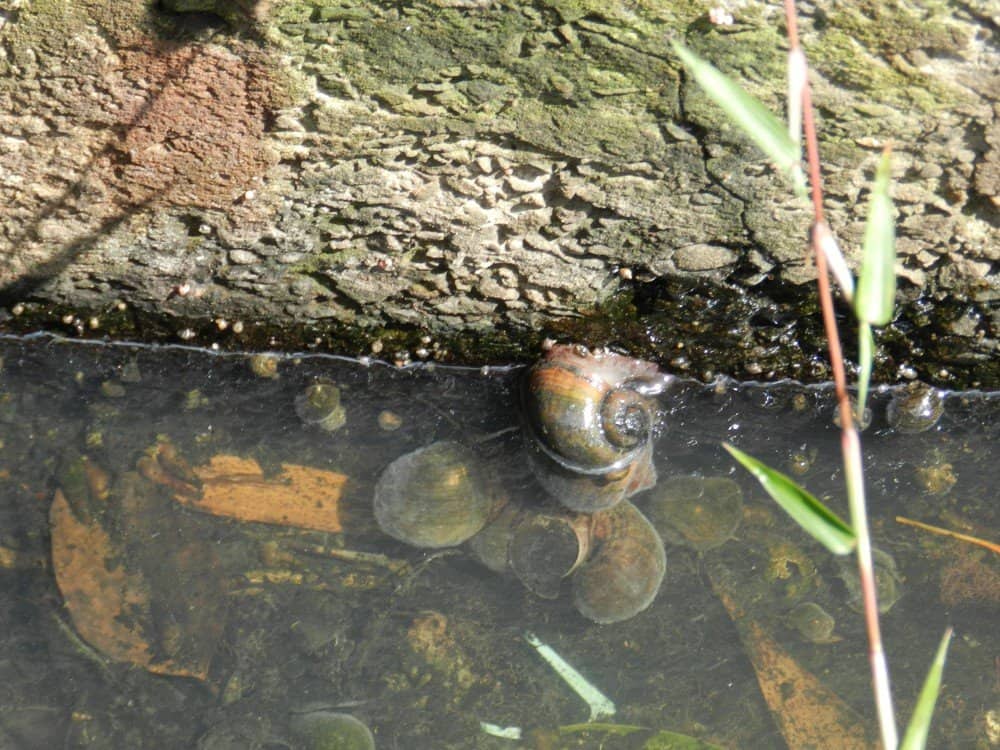 Snails in a stream, Tutong, Brunei