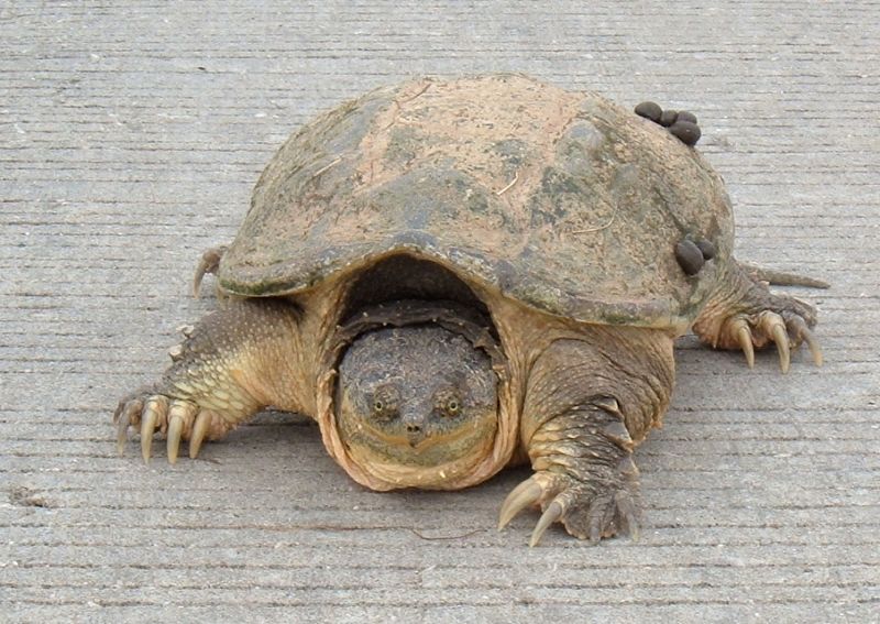 are snapping turtles dangerous to dogs