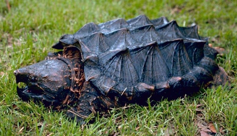 Snapping Turtle on grass