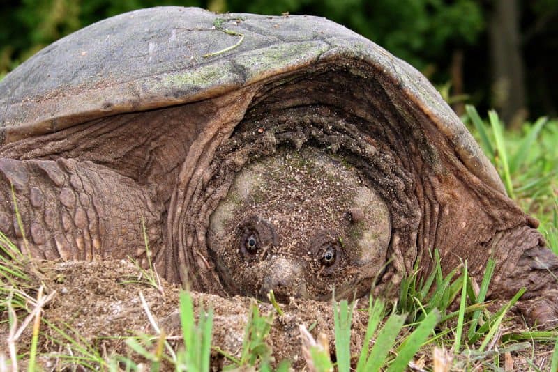 Snapping Turtle on grass