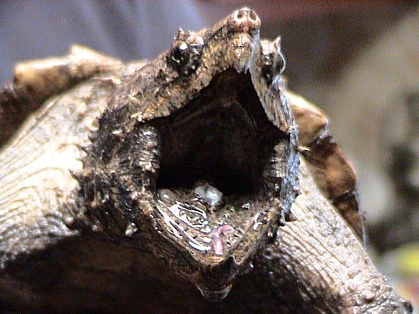 alligator snapping turtle tongue