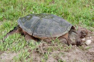 Male vs Female Snapping Turtle: What Are The Differences? - Wiki Point