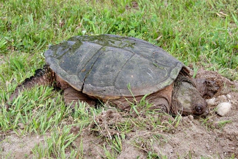 Maryland's Snapping Turtle trên cỏ