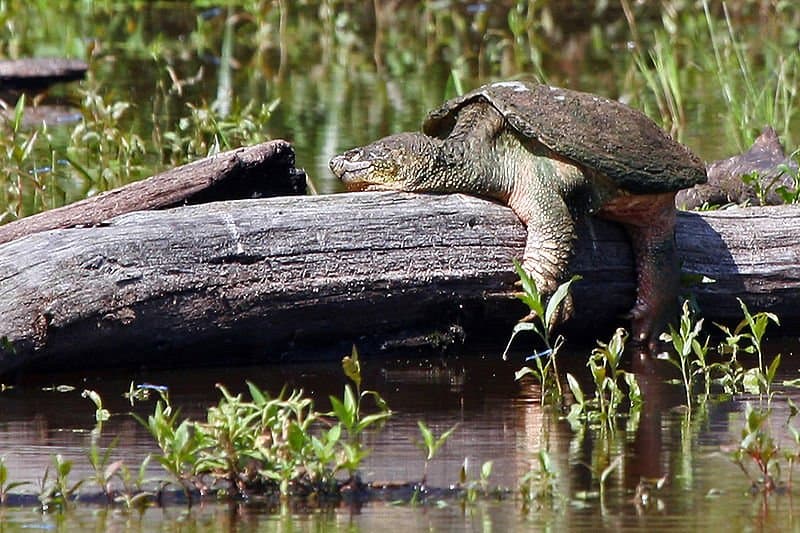 Male vs Female Snapping Turtle