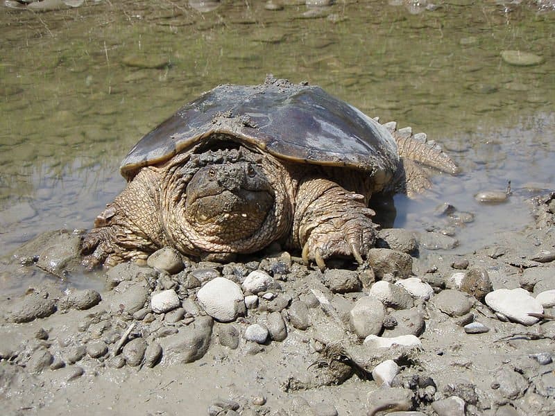 Snapping Turtle by the water