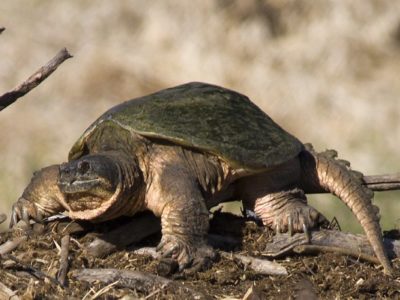 Snapping Turtle Animal Facts | Chelydridae | AZ Animals