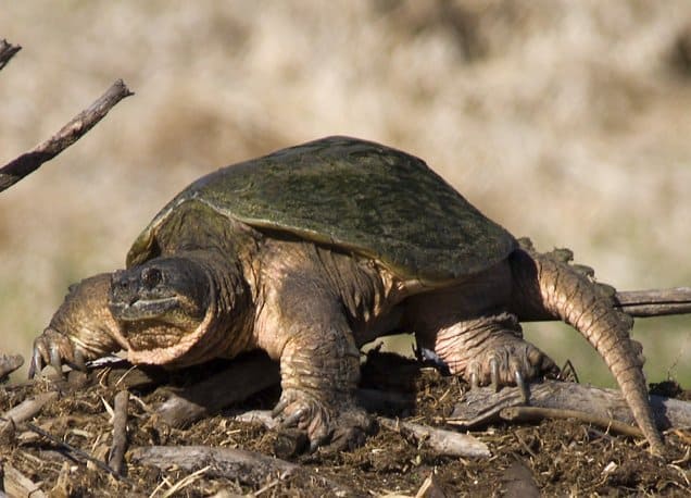 Snapping Turtles, Characteristics, Types & Habitat - Lesson