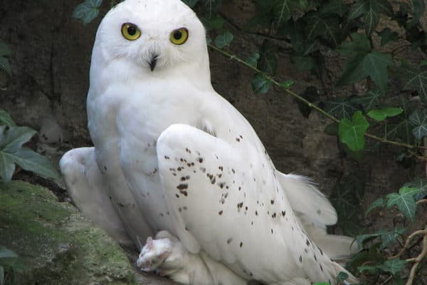 Snowy Owl (Bubo Scandiacus) | Incredible Facts | A-Z Animals