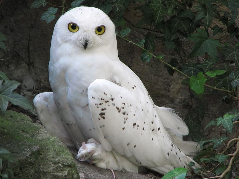 Snowy Owl Pictures - AZ Animals