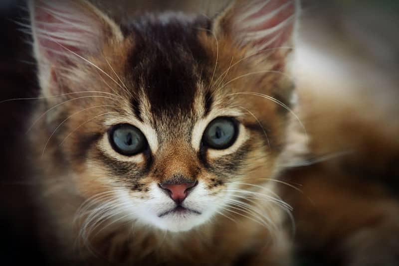 Somali Cat Breed Complete Guide | AZ Animals