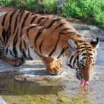 South China tiger