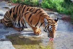 South China Tiger photo