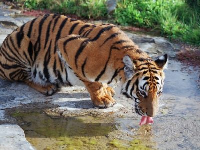 A Panthera Tigris Amoyensis