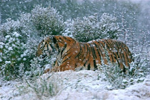South China tiger running through the snow