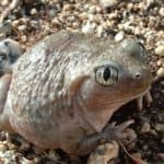 Spadefoot toads