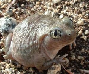 Spadefoot Toad photo