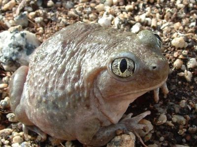A Spadefoot Toad