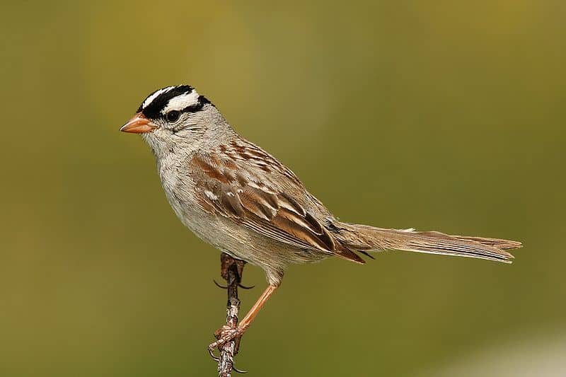 Chickadee vs Sparrow