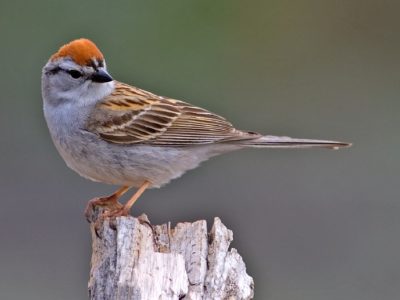 Sparrow Bird Facts 