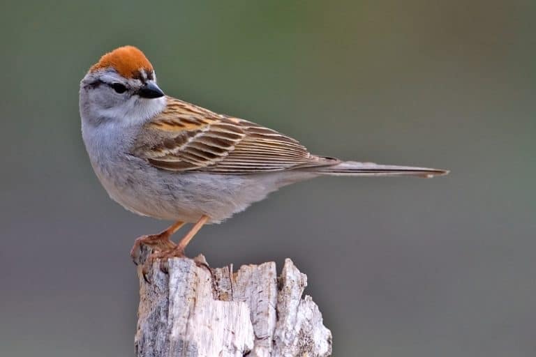 Chipping Sparrow (Spizella passerina), Cabin Lake Viewing Blinds, Deschutes National Forest, Near Fort Rock, Oregon
