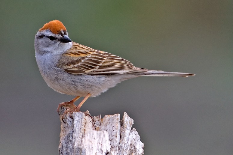 red headed sparrow bird