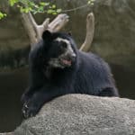Spectacled bear