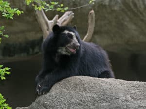 Spectacled Bear photo