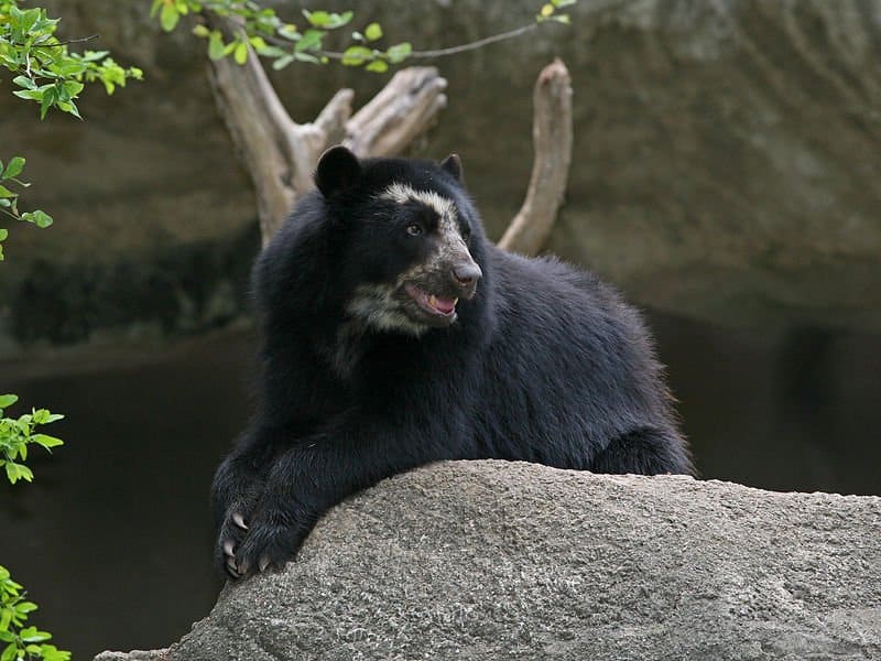 Spectacled Bear sitting in cave entrance