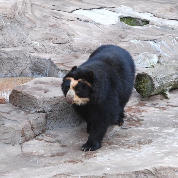 Spectacled Bear walking on rocks