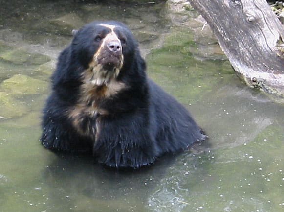Spectacled Bear swimming