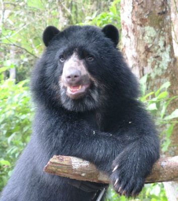 Spectacled Bear - A-Z Animals