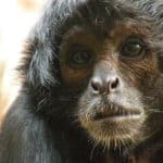 Spider monkeys
