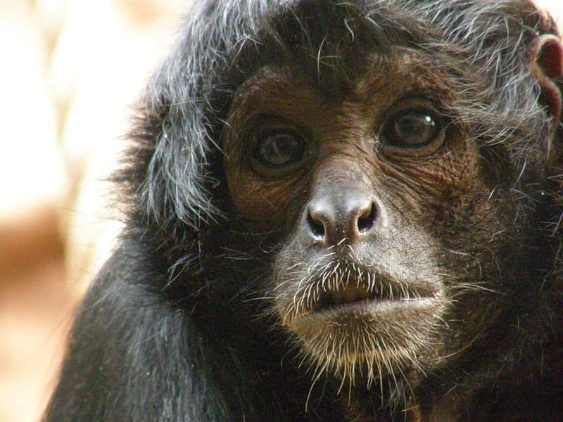 Woolly monkey, Tropical Rainforest, Primate, Social Behavior