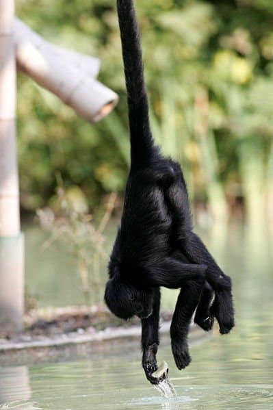 Spider monkey hanging from a tree branch.