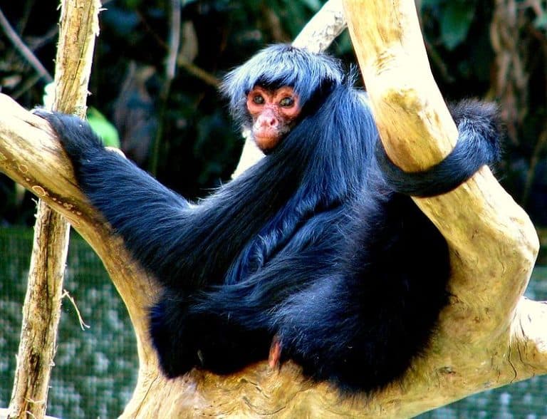 Red-faced Spider Monkey (Ateles paniscus) in Brazil.
