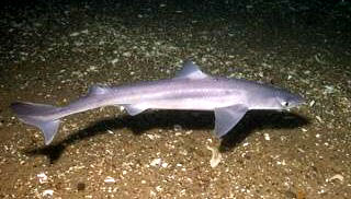 Spiny Dogfish patrolling the seafloor