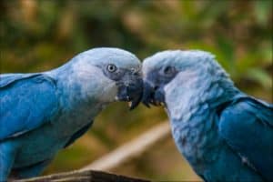 How Many Blue Macaws Are Left In The World in 2024? Picture
