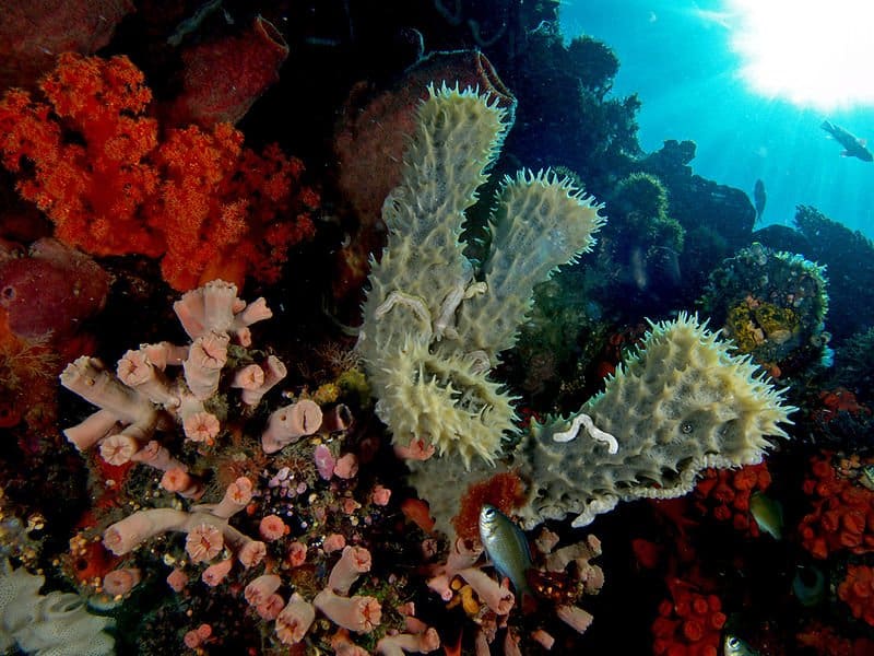 Sponge on a rock