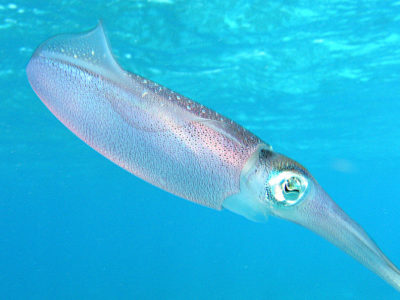 Squid Picture