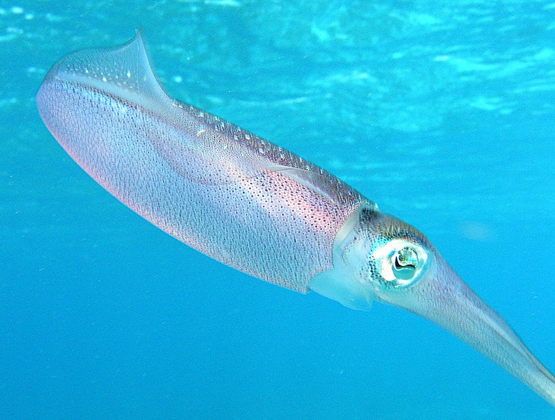 sections of a squid