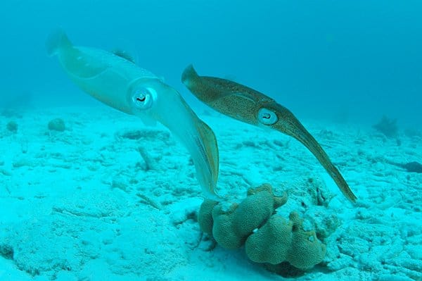 Calamari che galleggiano nell'acqua