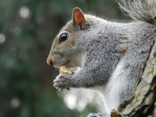 Red Squirrel vs Grey Squirrel: Key Differences Explained - A-Z Animals